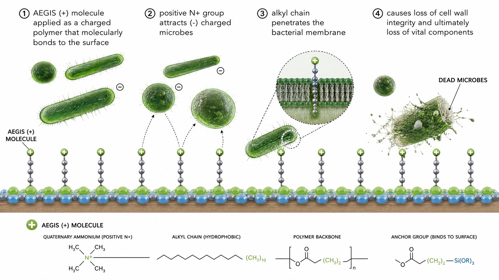Microbial action on contact — Spore Lock's mechanism at work